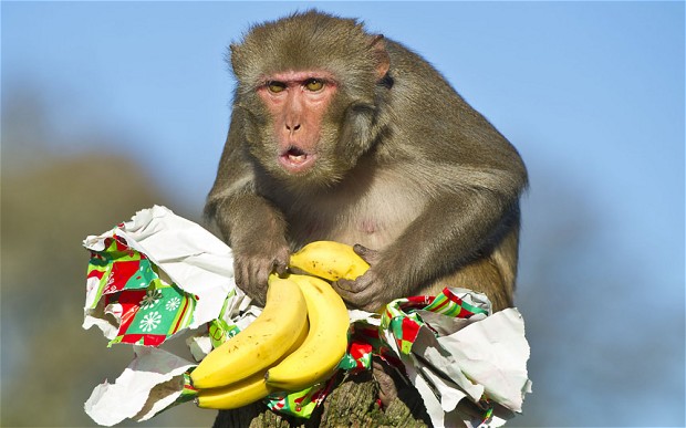 monyet makan pisang