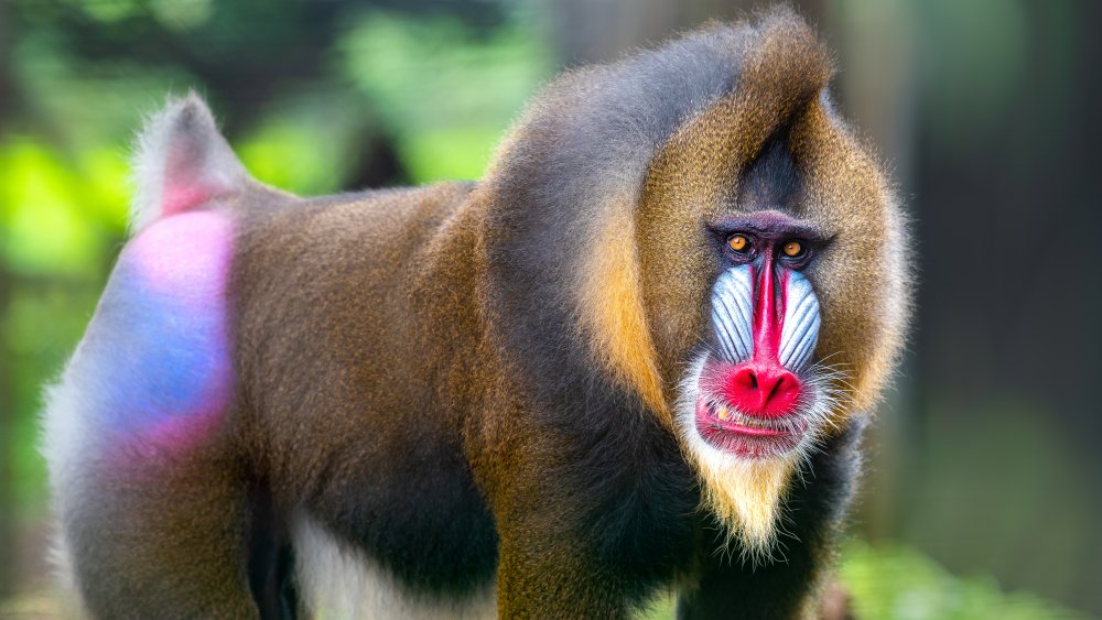 monyet mandrill