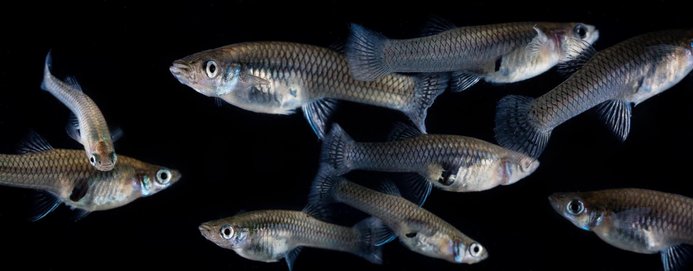 mosquitofish