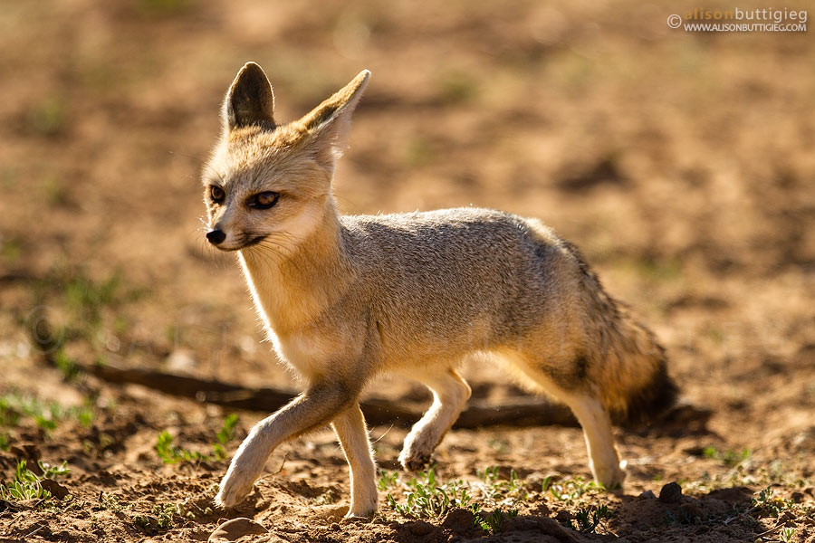 musang cape