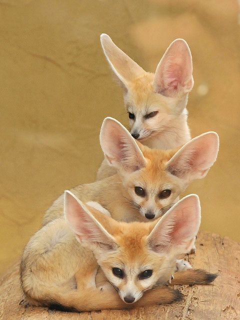 musang fennec