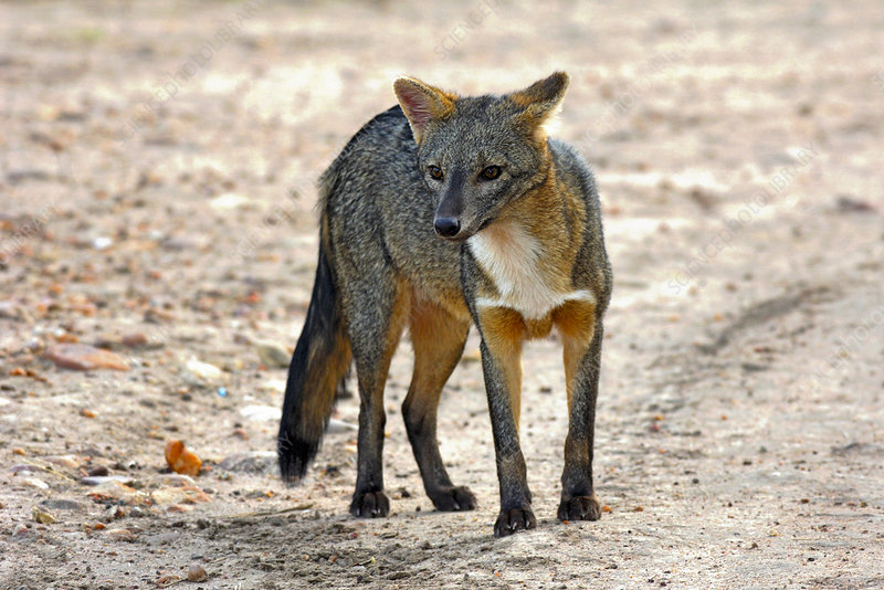 musang pemakan ketam