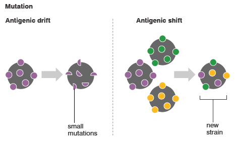 mutasiu virus anitigenik