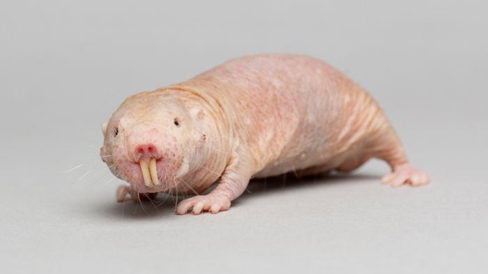 naked mole rat