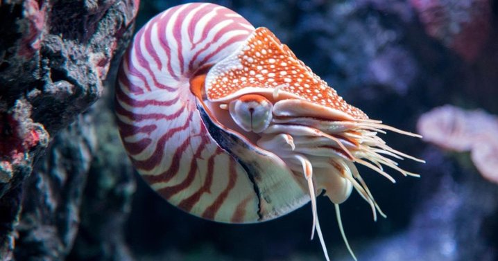 nautilus