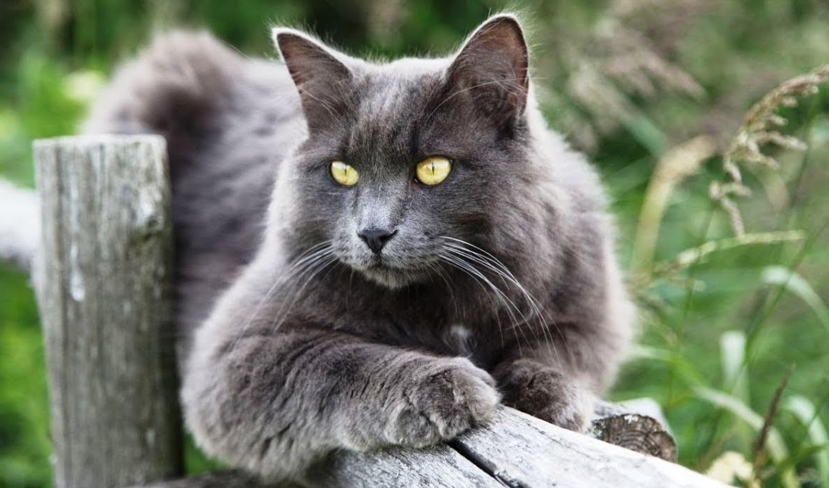 nebelung 679