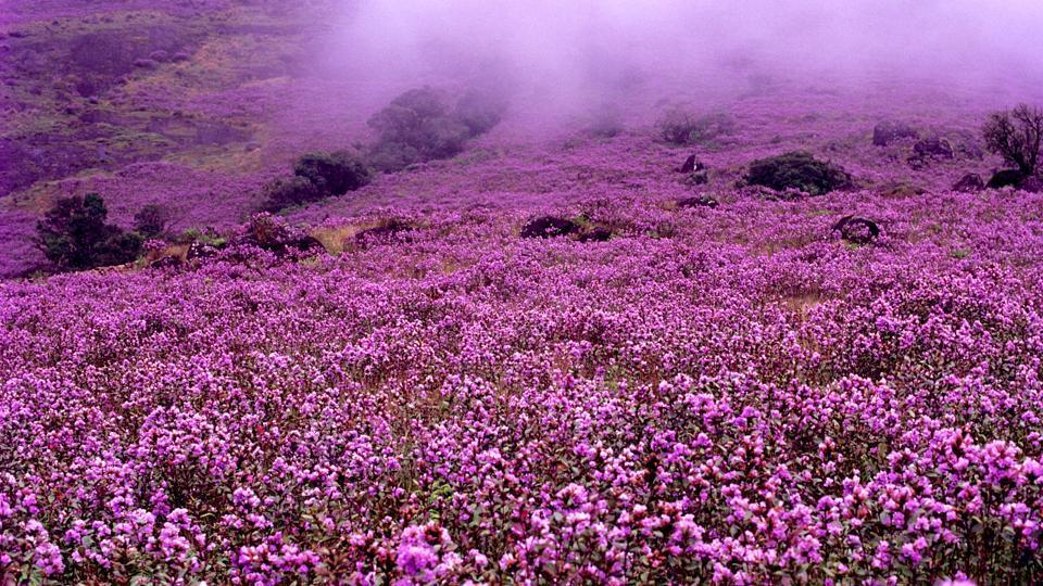 neelakurinji bunga rare setiap 12 tahun di kerala india