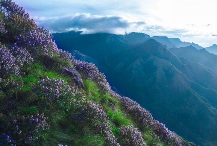 neelakurinji pemandangan menakjubkan setiap 12 tahun