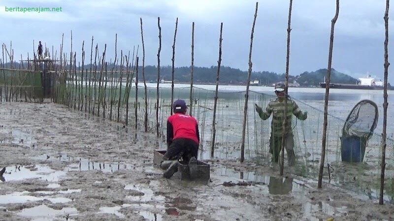 nelayan pasang belat