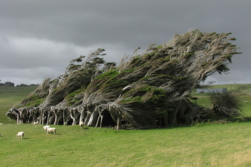 new zealand