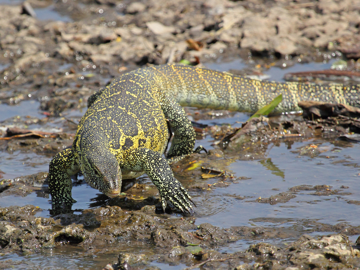 nile monitor