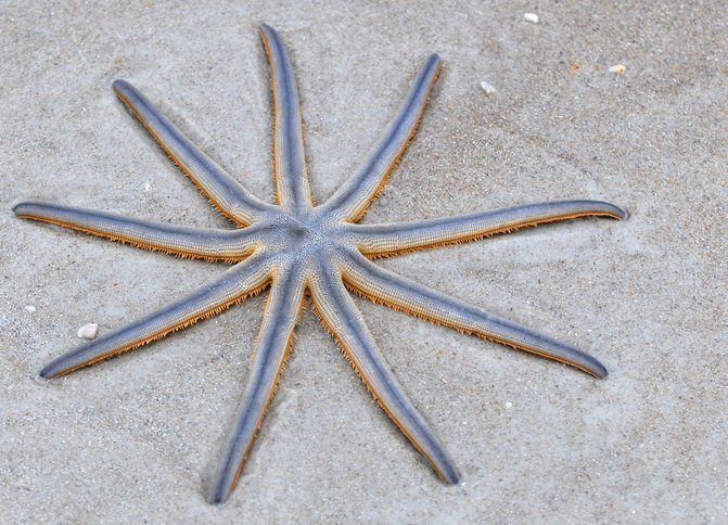 nine armed sea star