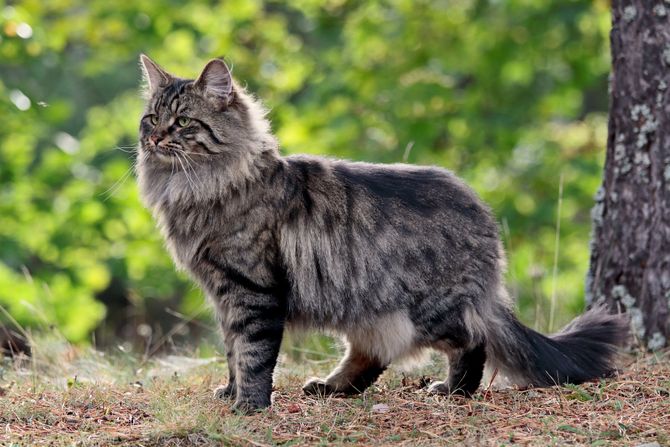 norwegian forest cat