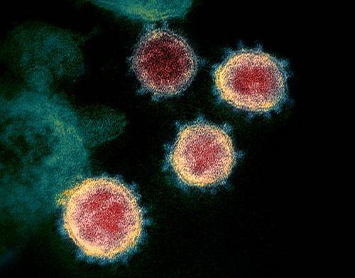 novel coronavirus 991