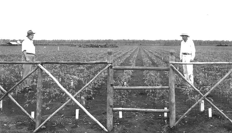 nurseri pokok getah fordlandia 344