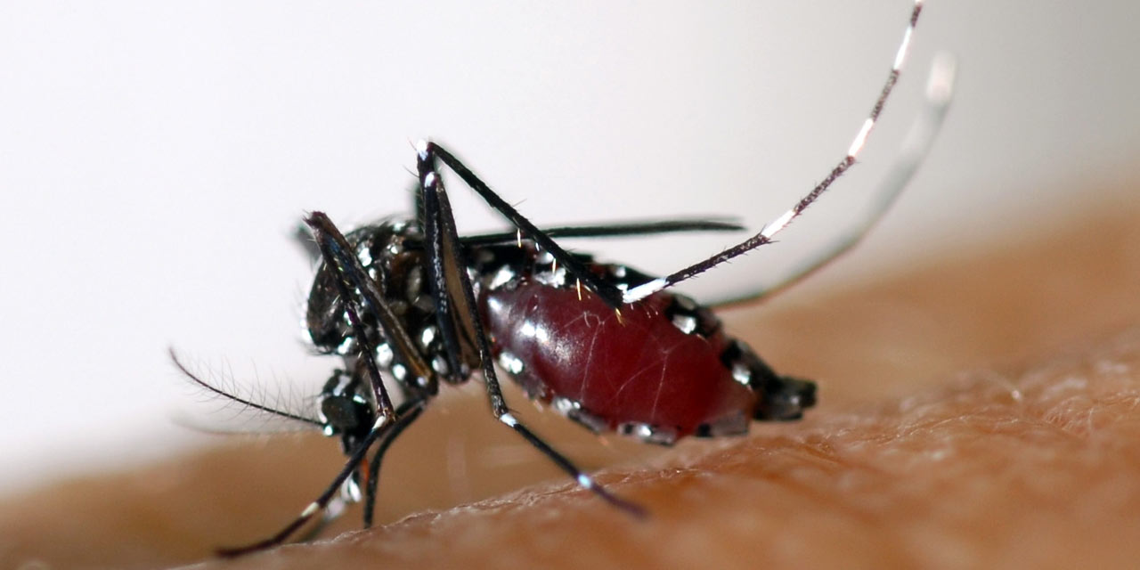 nyamuk aedes 825