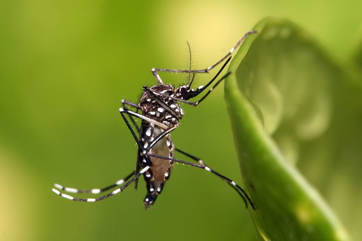 nyamuk aedes aegypti