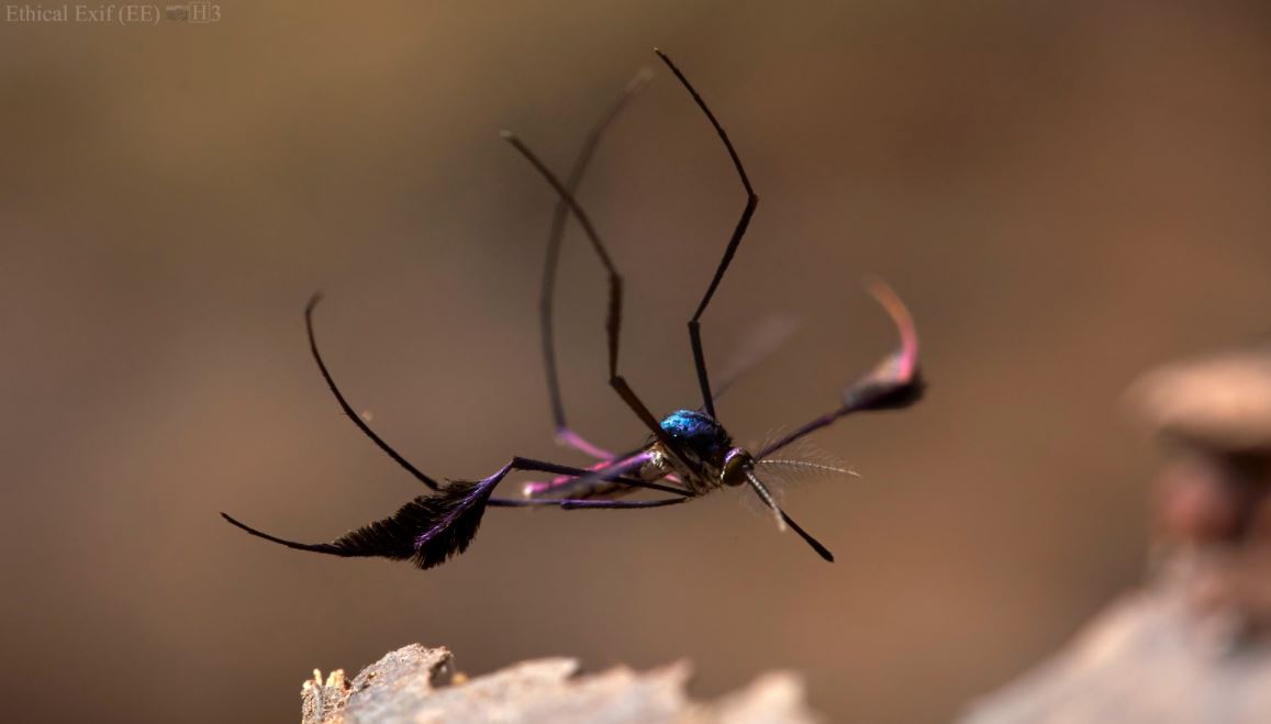 nyamuk sabethes cyaneus miliki kaki berbulu 468