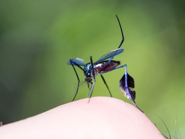 nyamuk sabethes cyaneus paling cantik di dunia 3