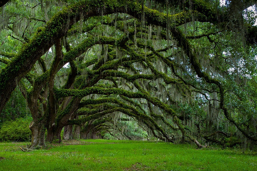 oak alley