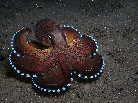 octopus