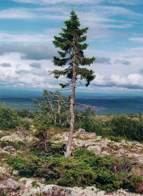 old tjikko