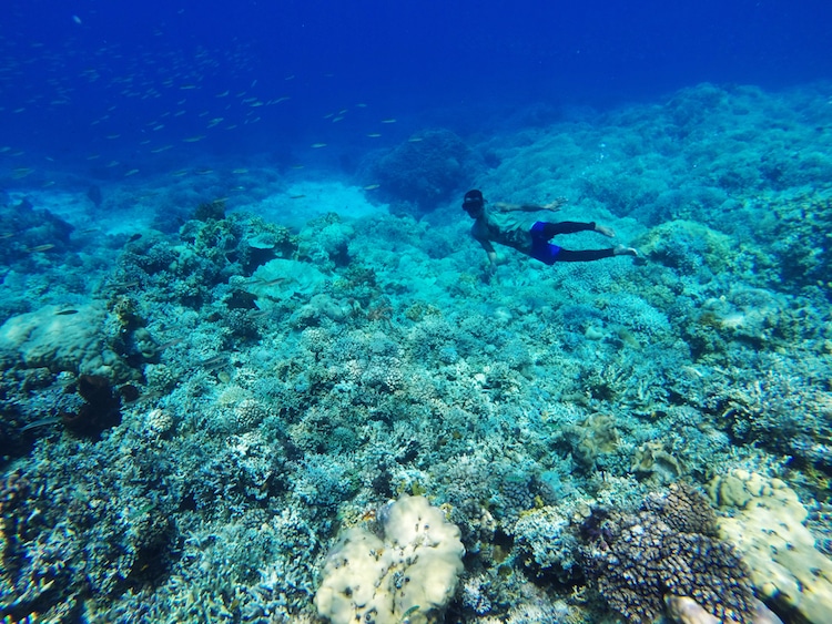 orang bajau boleh menyelam sehingga ke kedalaman 200 kaki tanpa bantuan oksigen tambahan