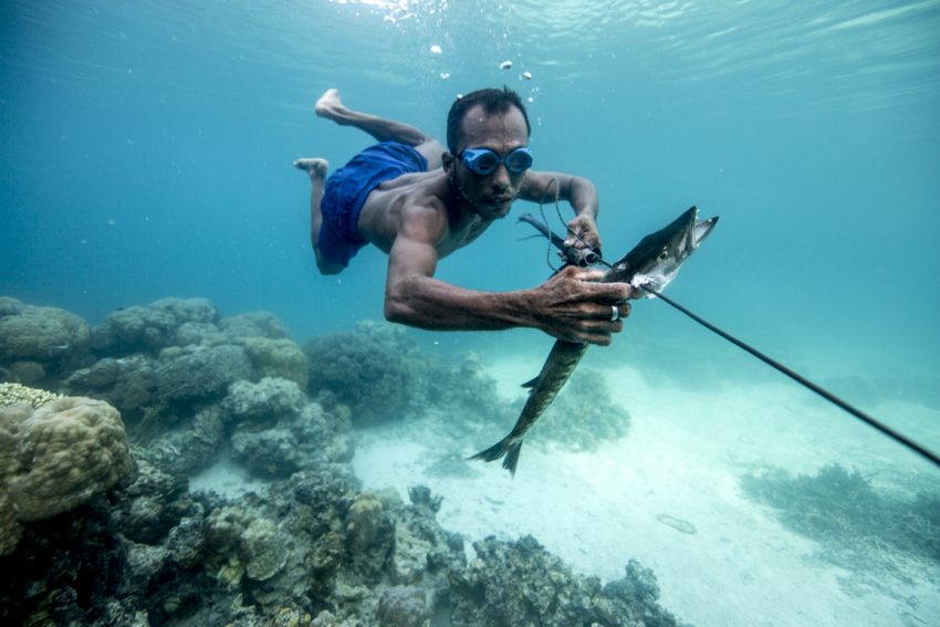 orang bajau miliki genetik yang bolehkan mereka menyelam lama