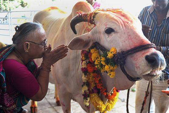 orang india lembu haiwan suci