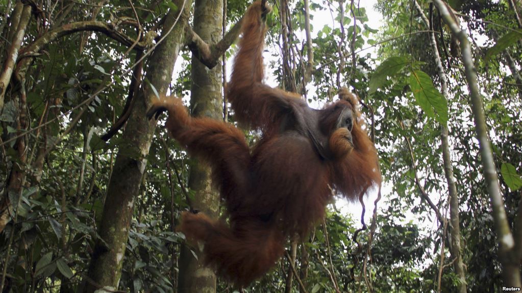 orang utan di tabin