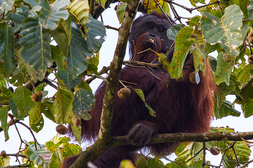 orang utan sg kinabatangan