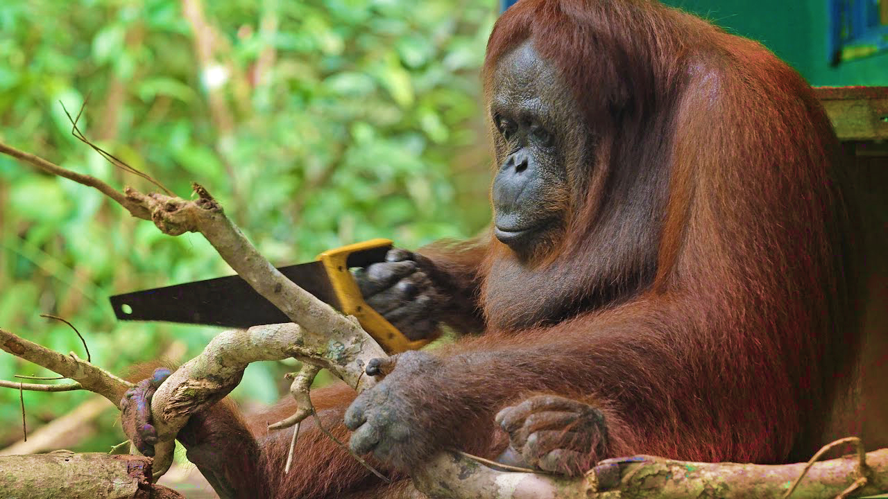 orangutan pakai gergaji potong pokok