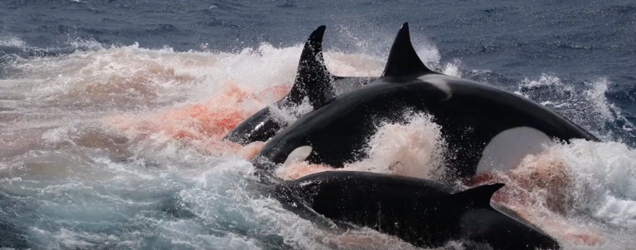 orca menyerang jerung putih