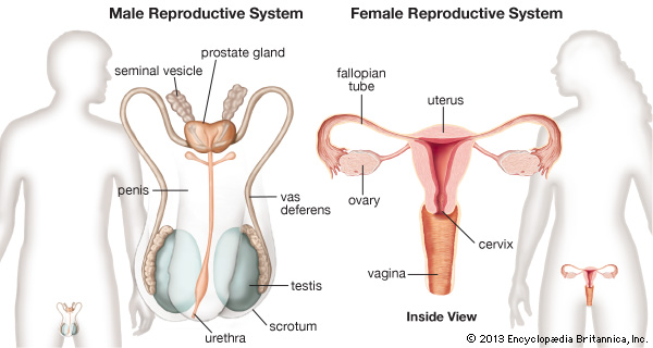 organ pembiakan