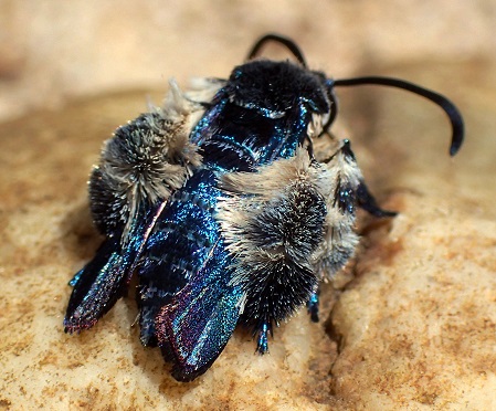 oriental blue clearwing dijumpai semula di selatan malaysia 659