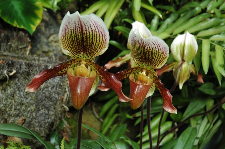 orkid gold of kinabalu