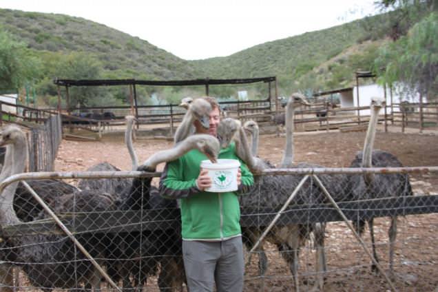 ostrich babysitter