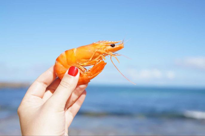 otak udang simpulan bahasa