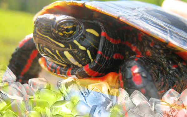 painted turtle