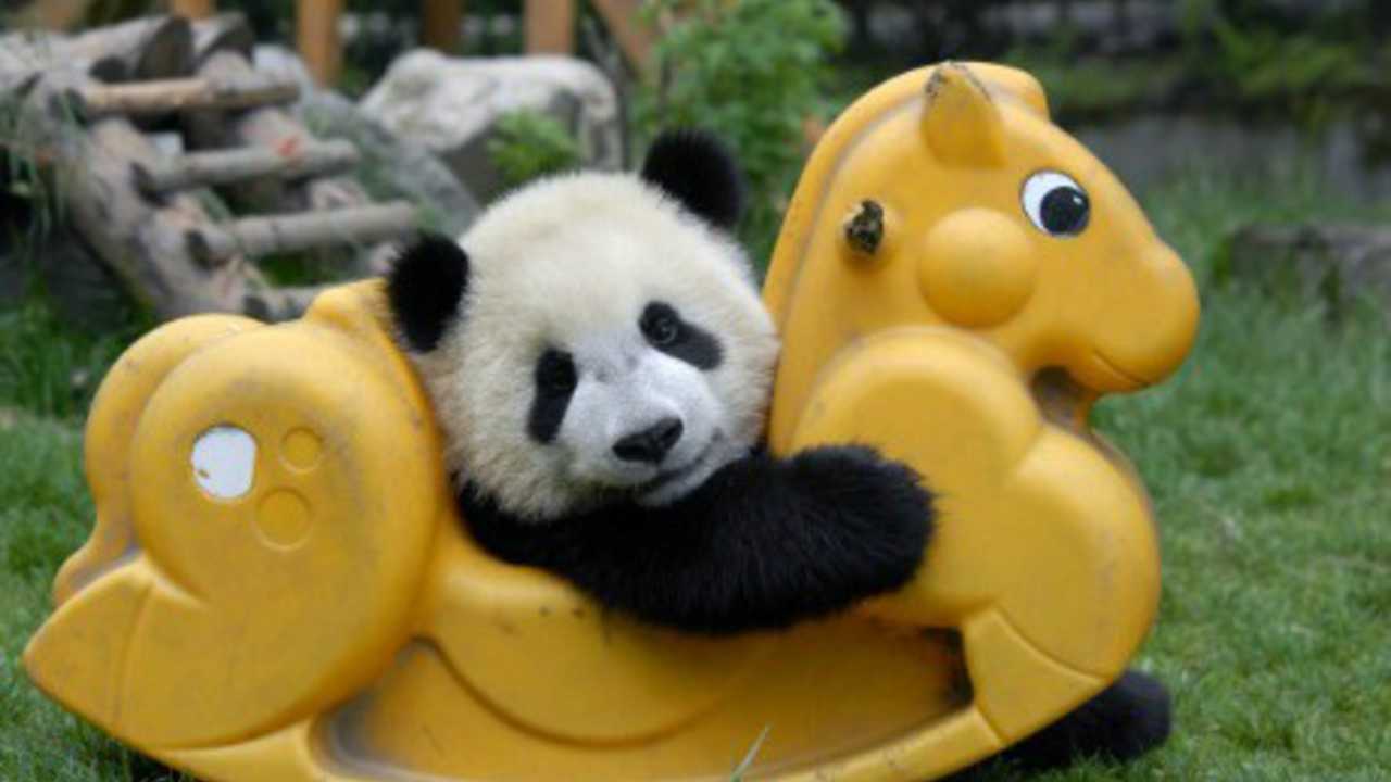 panda buat muka comel