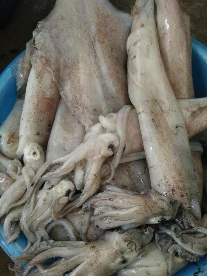 panduan pilih sotong segar