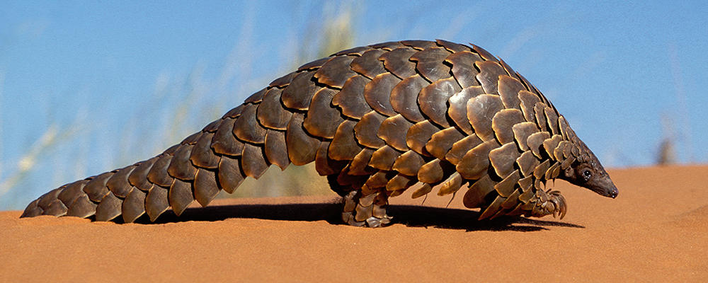 pangolin 2