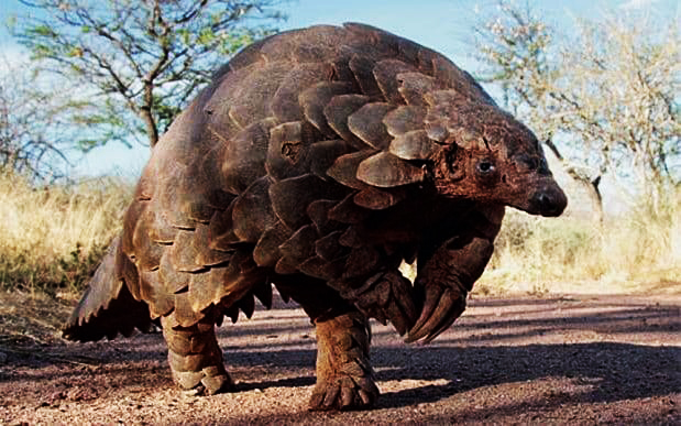 pangolin 249