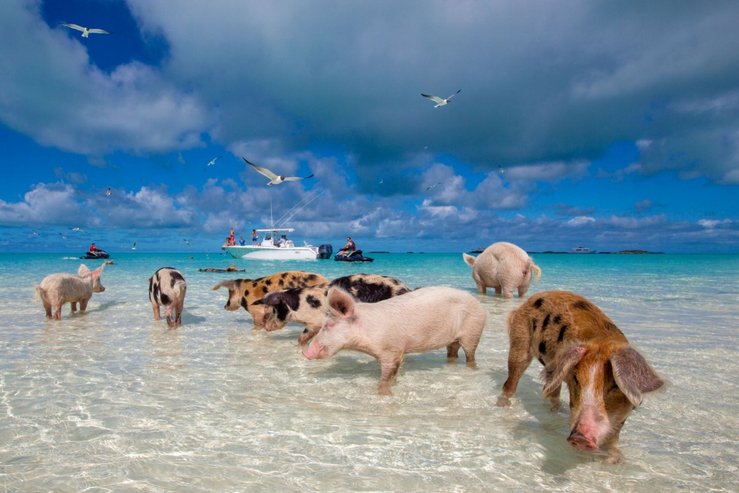 pantai khinzir bahamas destinasi pelancongan popular yang dirosakkan pelancong 2