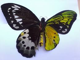 papilio androgeus