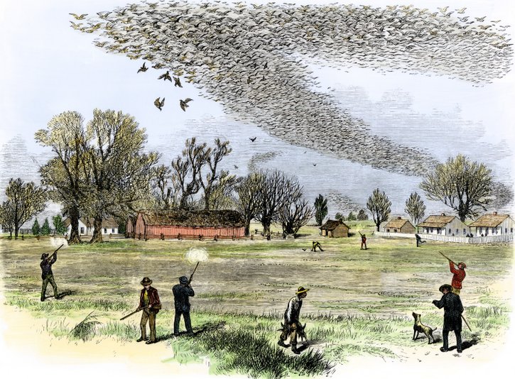 passenger pigeon flock 328