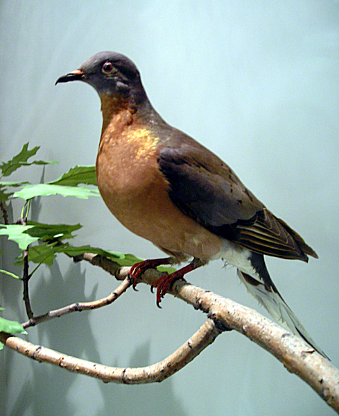 passenger pigeon