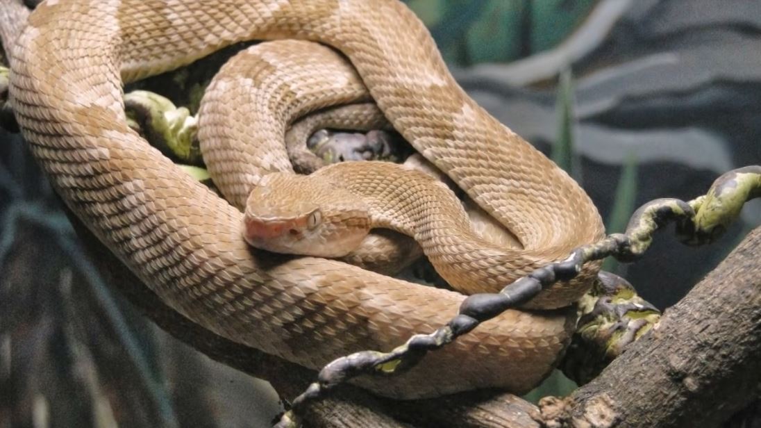 patukan ular golden lancehead boleh membunuh dalam masa satu jam