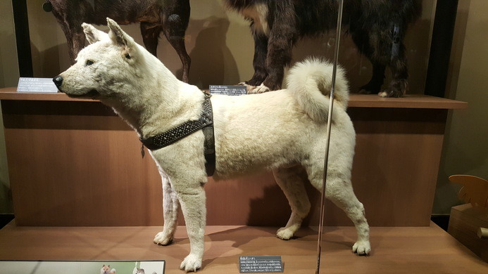 patung hachiko di muzium