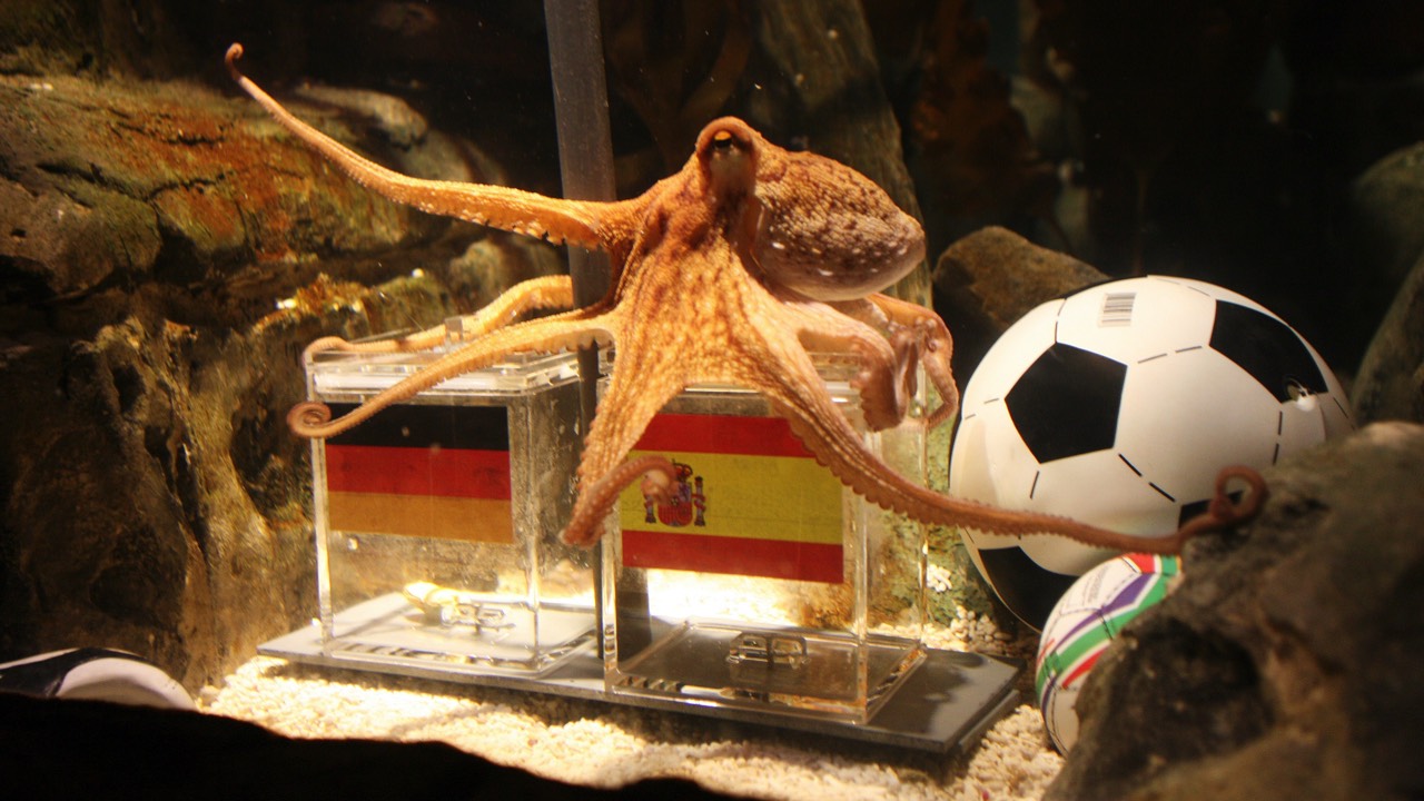 paul the octopus